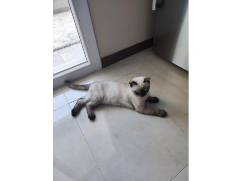 5 aylık erkek blue point scottish fold