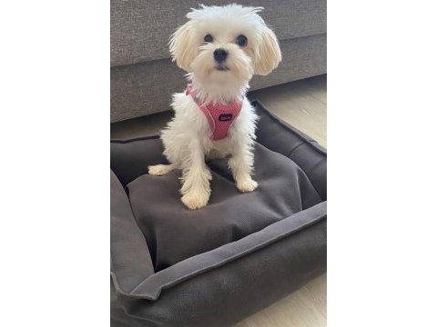 Ücretsiz sahiplendirme maltese terrier erkek