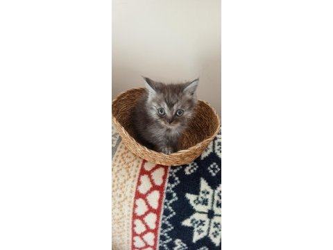 Safkan ırk garantili british shorthair yavrular