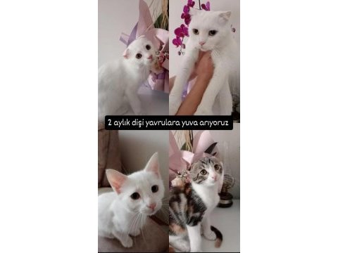Ücretsiz sahiplendirme yavru kedilerimiz