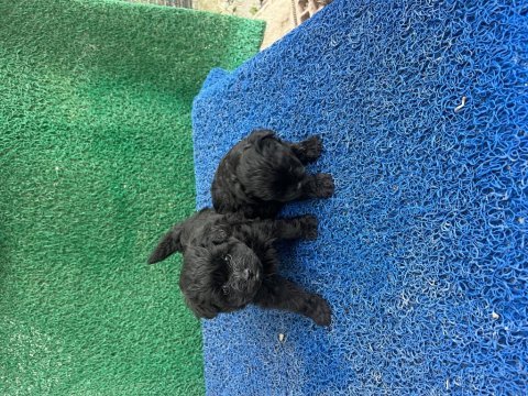 Poodle köpekler