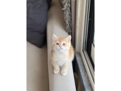 Güzellik abidesi golden british shorthair yavrum