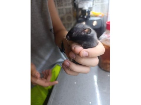 Yetişkin uysal hamster