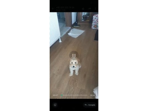 Puddle yavru