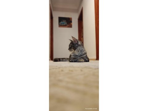 Şecereli dernek kayıtlı eğlence yumağı maine coon noisy