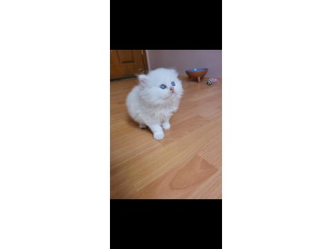 Nazar boncuğu panda yavrusu scottish straight