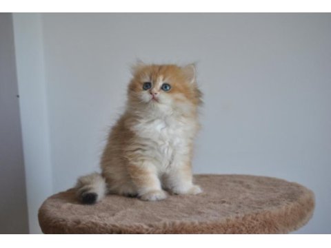 Safkan golden british longhair bebekler 2 aylık