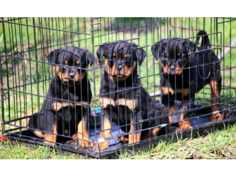 Secereli şampiyon rottweiler yavruları