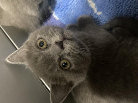Bluepoint british shorthair dişi ve erkek yavrular