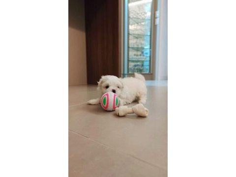 Maltese terrier yavrularımız