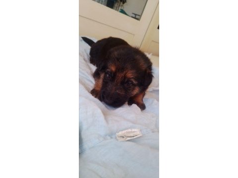 22 günlük alman çoban köpeği yavruları
