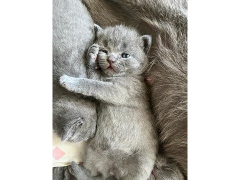 Scottish fold british shorthair yavrular
