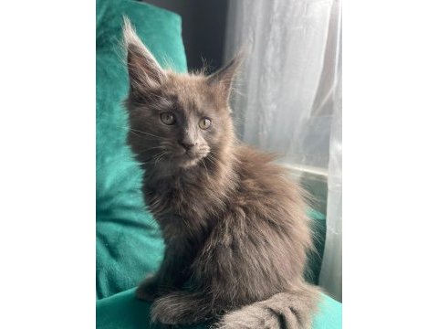 Minik maine coon devler ailelerini sabırsızlıkla bekliyor