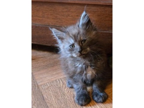 Maine coon pet scrlı ns erkek