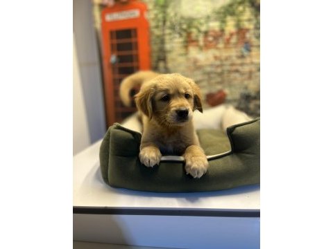Golden retriever erkek yavrumuz @petclubadanaa