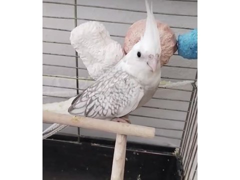Sultan papağanı yeni yeme düştü