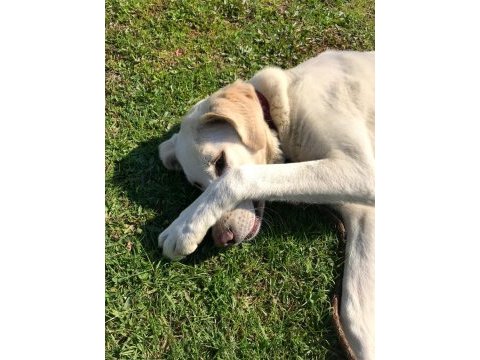 Labrador köpeğimiz sütlaç için yuva
