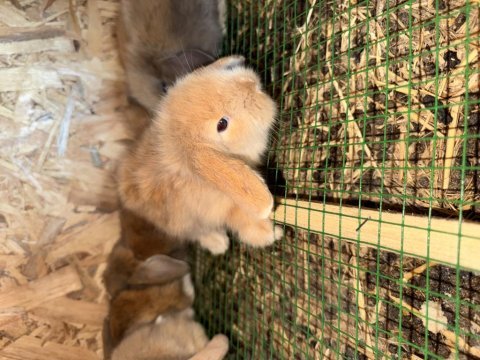 Hollanda lop yavruları