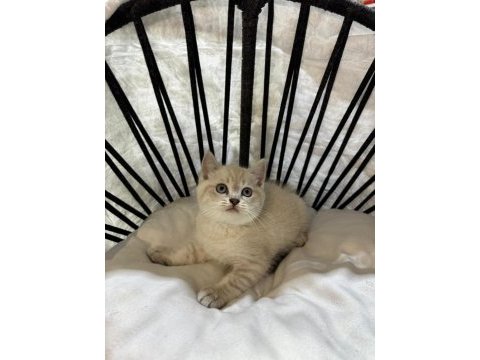 Mükemmel kalitede british shorthair yavrularımız