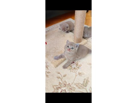 Lilac erkek ve dişi yavru kediler
