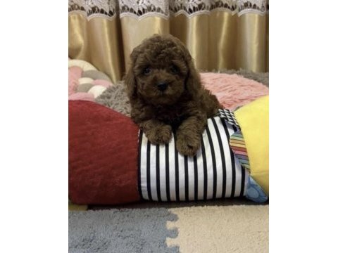 Toy poodle köpeği