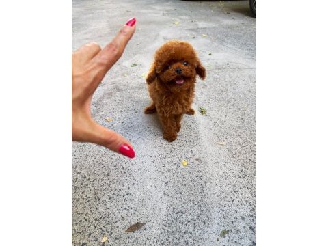 Orjınal kore basık suratlı tatlı yavrum