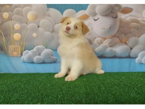 Birbirinden güzel border collie yavrular
