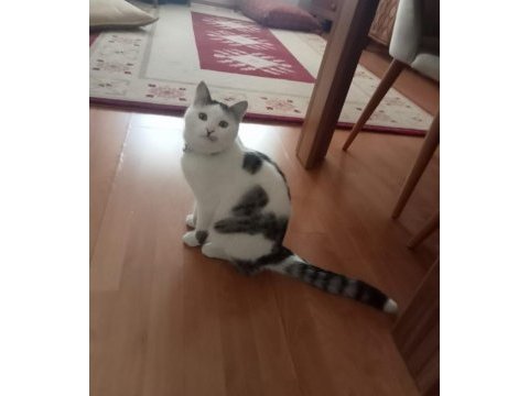 Sıcak kanlı sevecen boncuk kedim