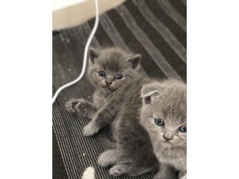 Yavru british shorthair kediler