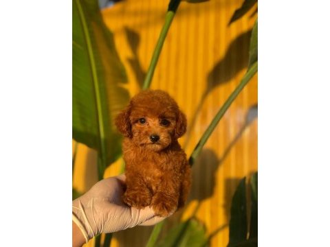 Toy poodle köpekler referans yavru