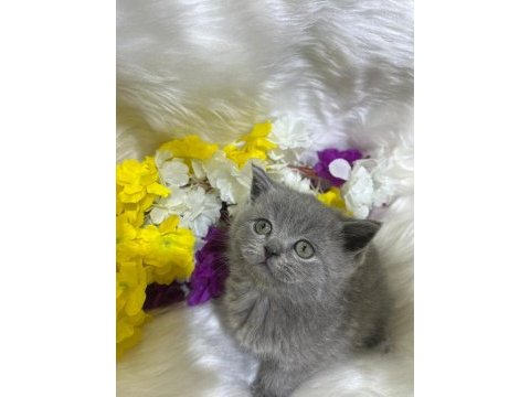 British shorthair yavrularımız yeni yuvasını arıyor