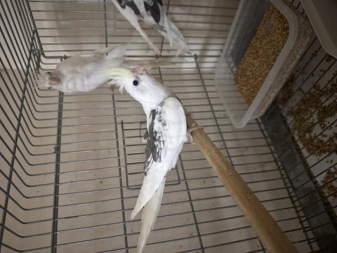 Yavru cf sultan ve wf sultan papağanı