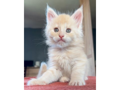 Safkan maine coon - ekstra iri yavrular