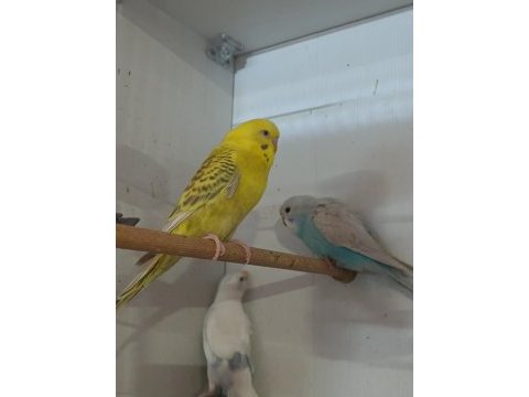 Bebek muhabbet kuşları