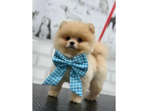 Safkan şecereli pomeranian boo yavrular
