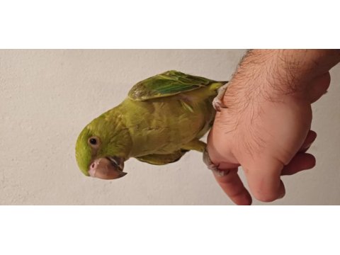 Bebişlerimiz pakistan papağanı