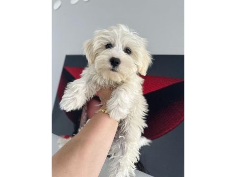 4 aylık erkek maltipoo yavrum tam çiş eğimli pede yapıyor