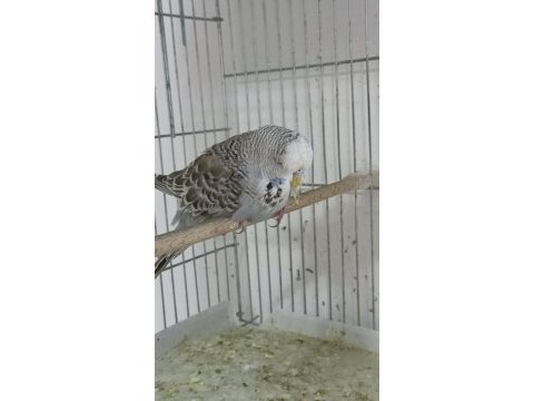 3 aylık şov jumbo muhabbet kuşlar