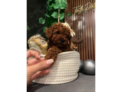 Gerçek toy poodle yavruları (red brow)