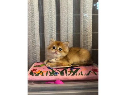 Show kalite golden ny12 erkek british longhair