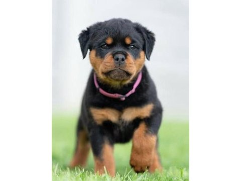 Çiftliğin efsane rottweiler yavruları kapıda ödemeli