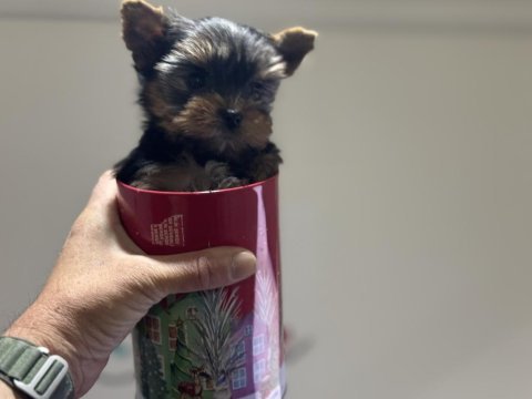 Anti allerjik çok özel tea cup yorkshire terrier ler