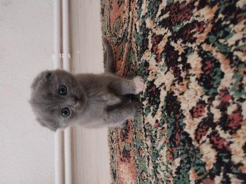 Yavru scottish fold sahiplendirme
