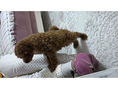 Toy poodle 2 aylık (dişi)