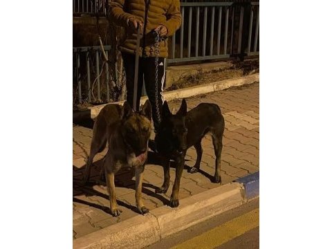 Malinois yavru köpekler