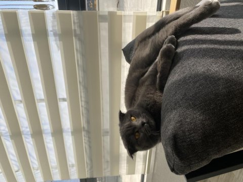 British shorthair mazluma yuva