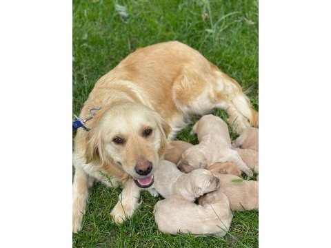 Golden retriever yavrularımız