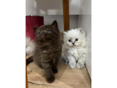Scottish longhair yavrularımız ailelerini bekliyor