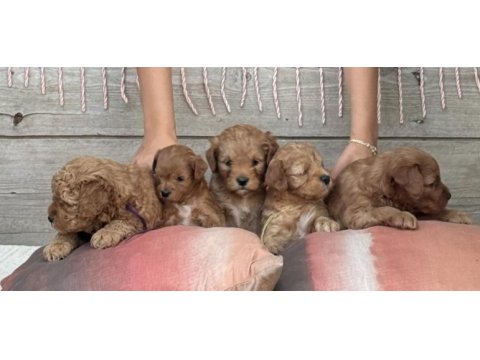 4 yavru maltipoo