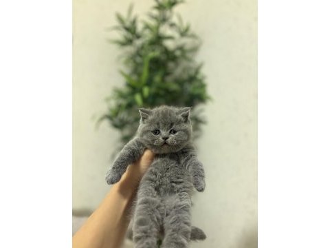 Blue brıtısh shorthair yavrularım 